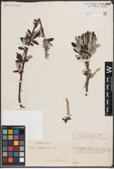 Foto von Salix eriophylla Andersson